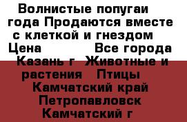 Волнистые попугаи, 2 года.Продаются вместе с клеткой и гнездом. › Цена ­ 2 800 - Все города, Казань г. Животные и растения » Птицы   . Камчатский край,Петропавловск-Камчатский г.